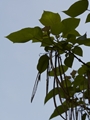 Catalpa eurubescens Surmia pośrednia